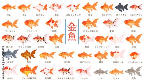 夜市金魚品種|金魚の種類（品種）一覧を紹介します